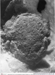 Historisches Foto von Annuntidiogenes hoelderi (Fraaije et al., 2019) (NHMW-AFW-GEO-BACHMAYER-FOTO-1990-0041-3697)
